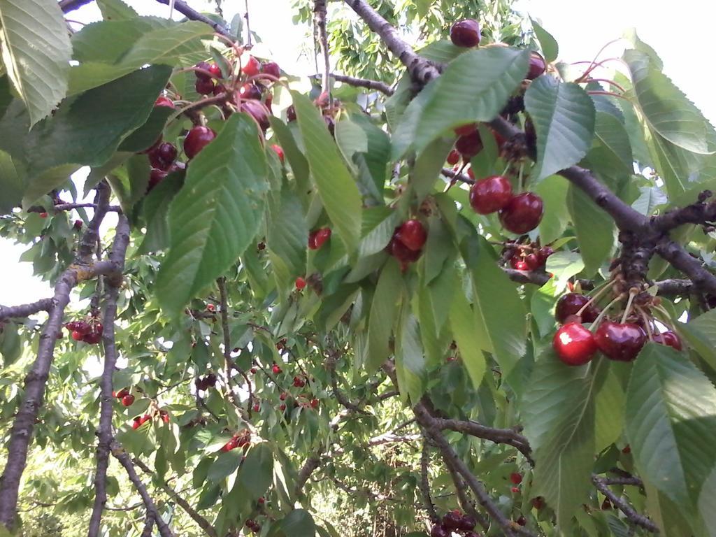 Giardino Di Potentino Seggiano Екстериор снимка